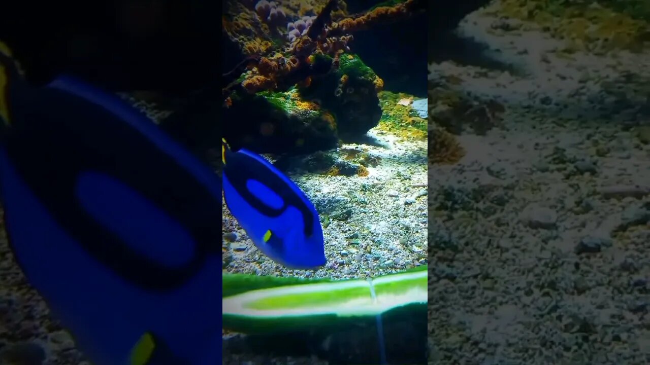 🐠 Dorie snacking on cucumber - ASMR shorts #aquarium