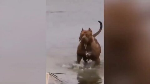 Los 10 Toros Más Grandes Del Mundo-7