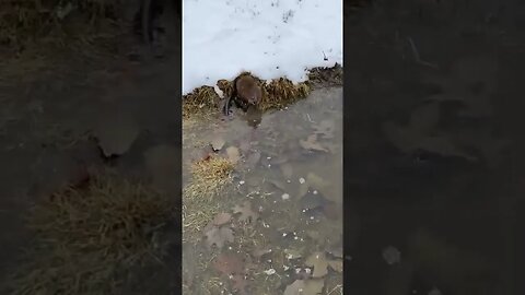 Quick Rat tiktok hannabanana81