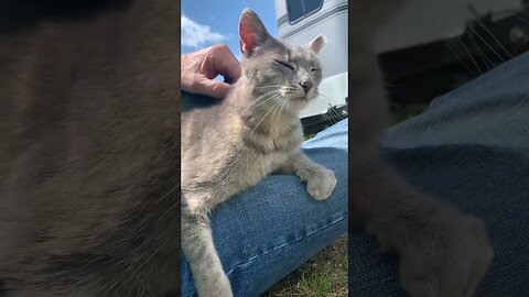 Kitties need hugs too