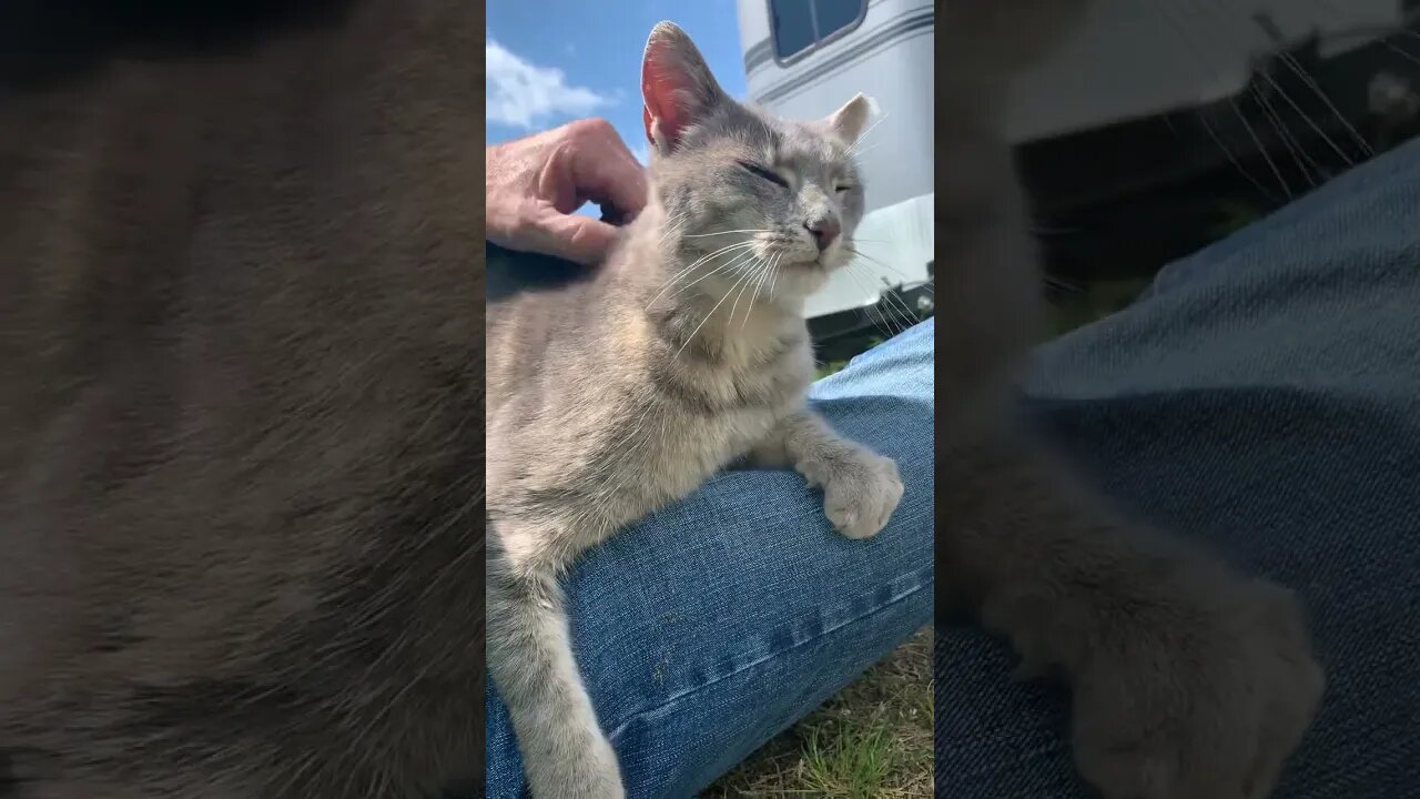 Kitties need hugs too