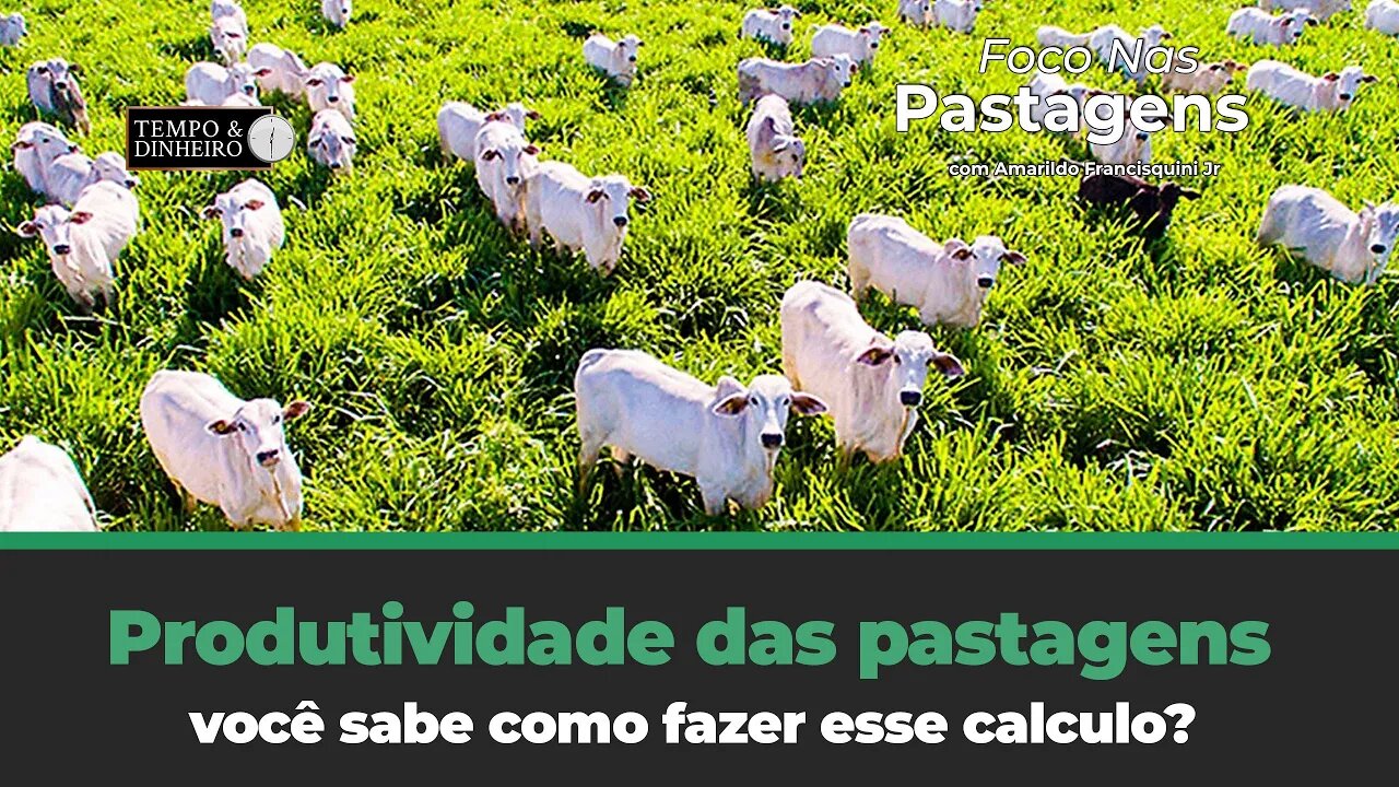 Produtividade das pastagens: você sabe como fazer esse calculo ? Tema de hoje do Foco nas Pastagens