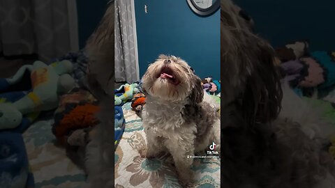 Tiny the #EwokBaby plays his favorite game. #dog #puppy