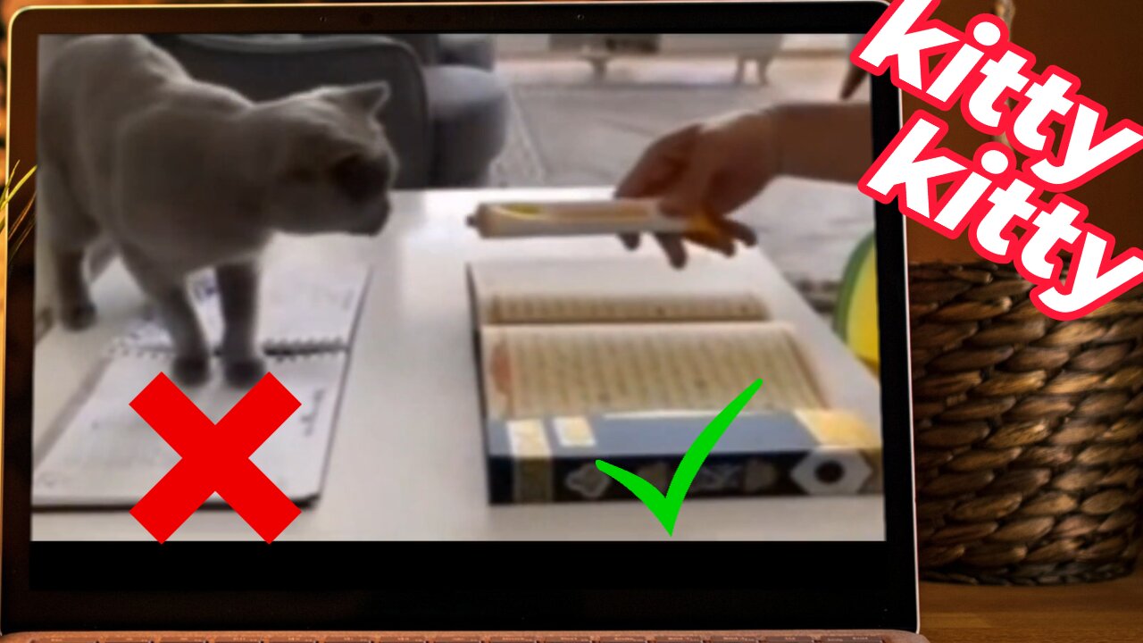 Regular Books vs Quran. Can Cats Step on the Quran? ...