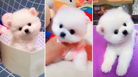 Most Famous Pomeranian TikTok Compilation 2022