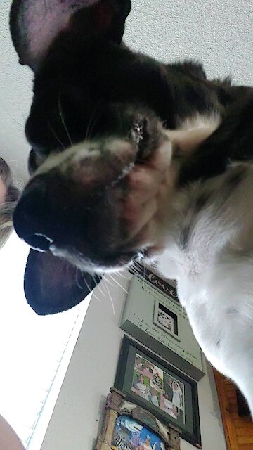 Cute Puppy Getting Some Snacks