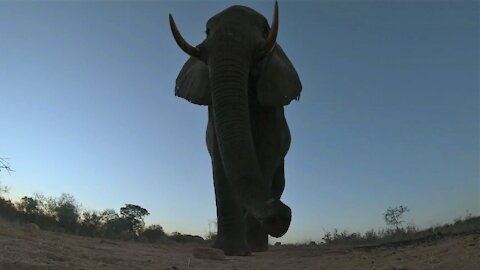 Incredible close up footage show elephant bull using his trunk to investigate hidden camera