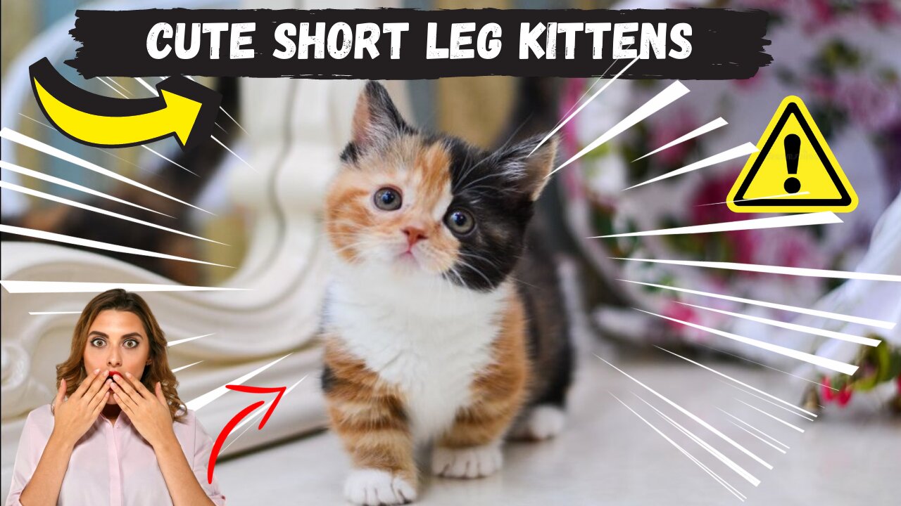 Cute short legged cat kittens