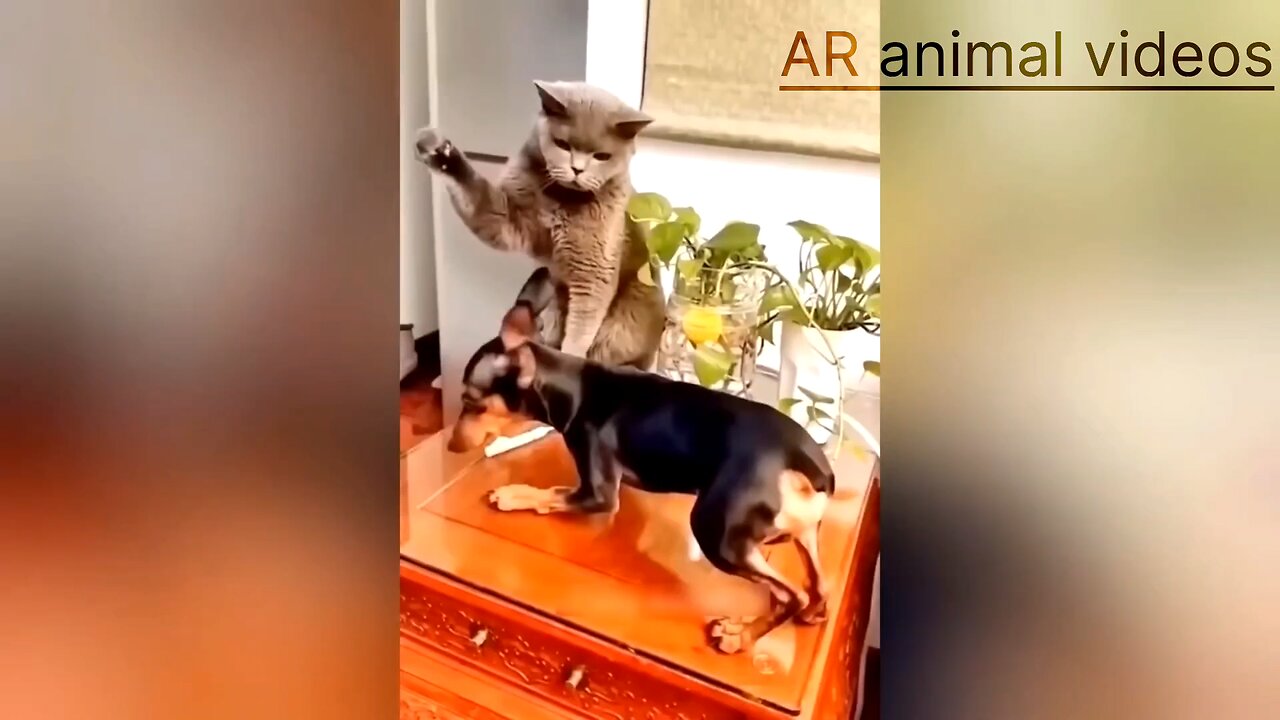 funny animals video