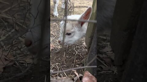 Our baby goat is two weeks old. An ￼update video, if anyone wants to see how much he is growing.