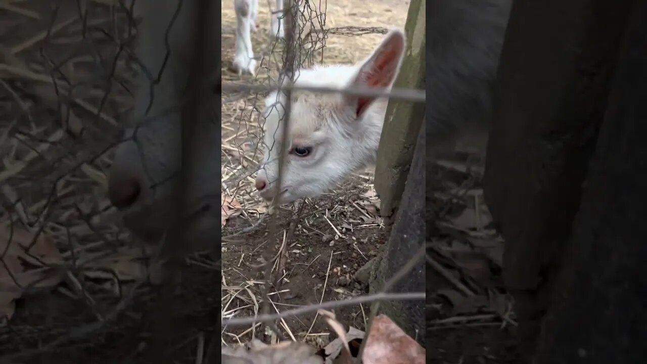 Our baby goat is two weeks old. An ￼update video, if anyone wants to see how much he is growing.