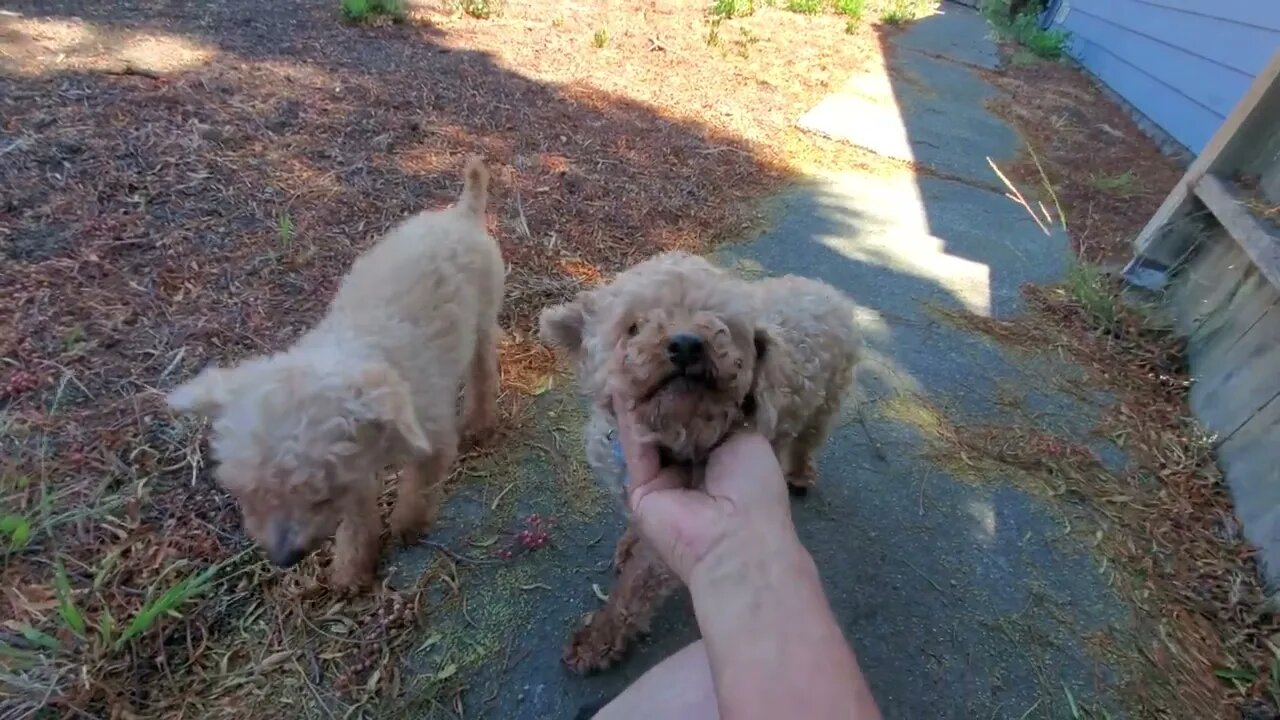 My poodles enjoying the day