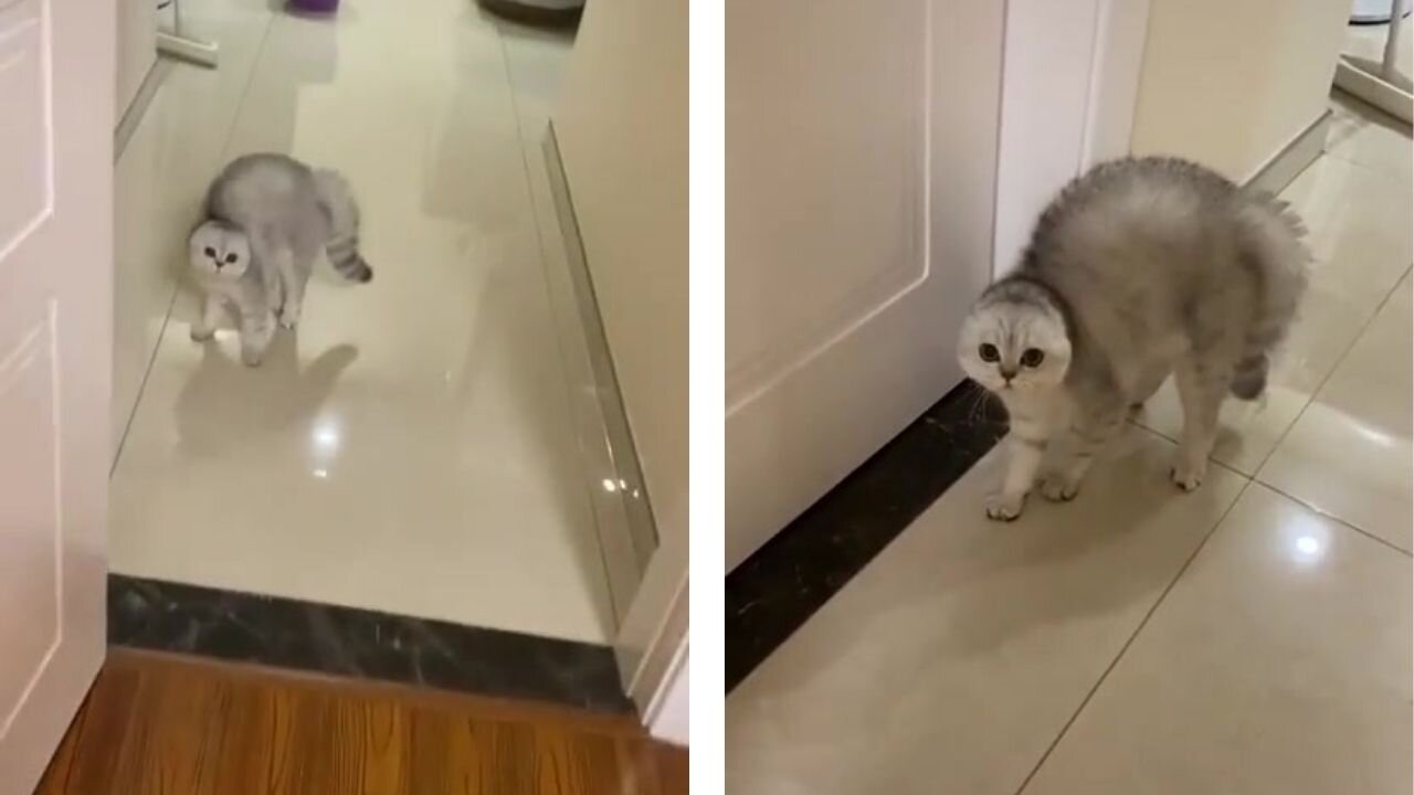 Flawless Cat, dark feline, felines, clever felines, amusing feline recordings