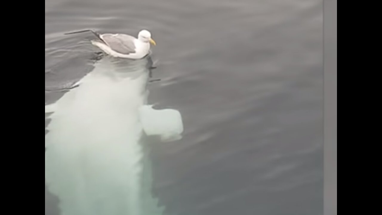 Bird Doesn't Care About Being Eaten