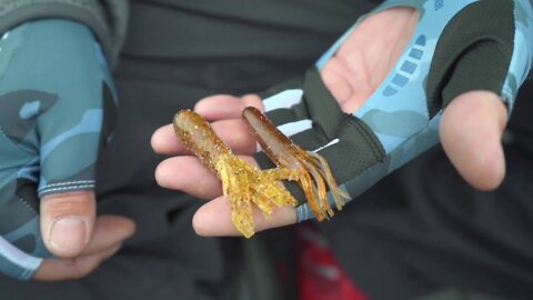 All purpose tube colors with Mark Courts