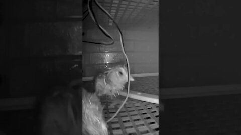 Hatching is hard work. Very tired hatching