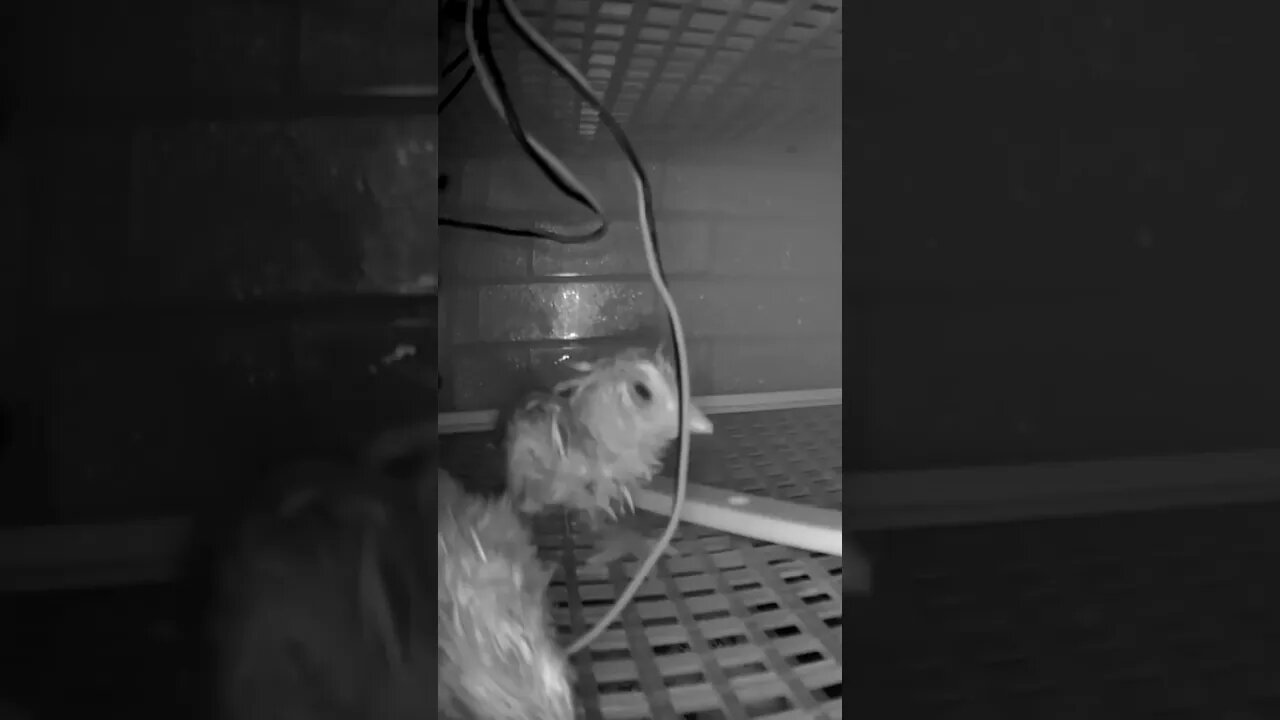 Hatching is hard work. Very tired hatching