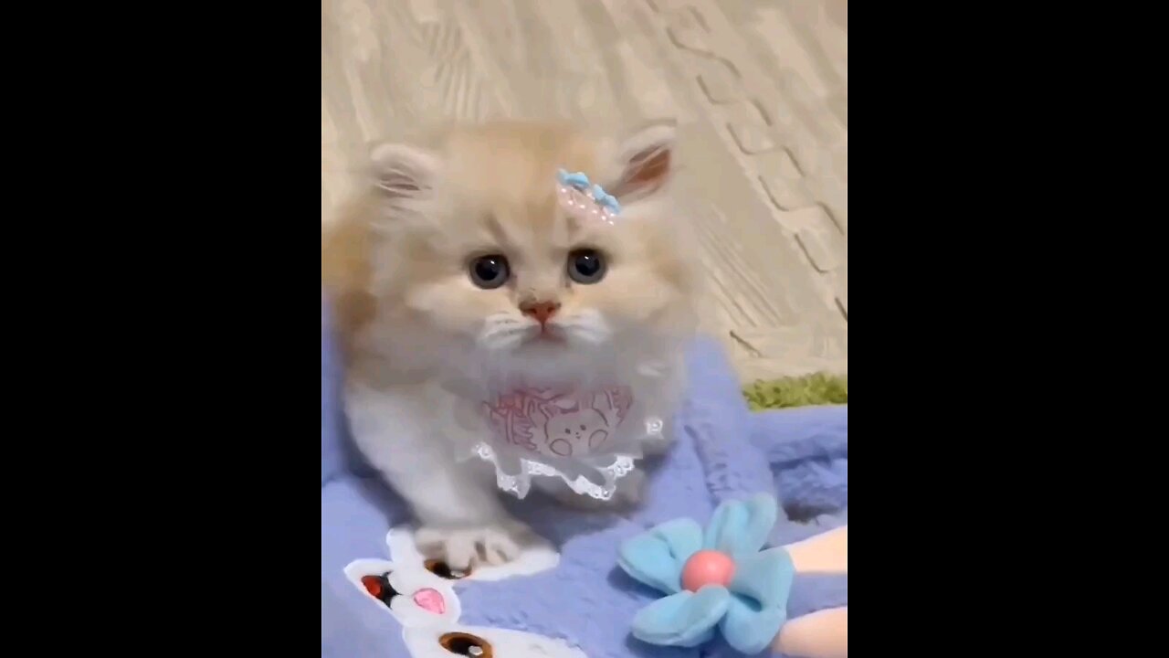 adorable Cat Sooo Cute