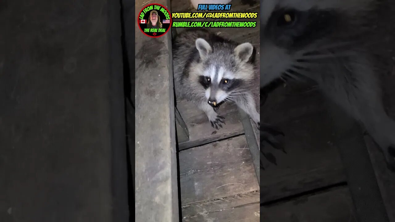 Sunny The Raccoon And Her Teenagers | Part 18 | Update August 31st 2023 | #shorts