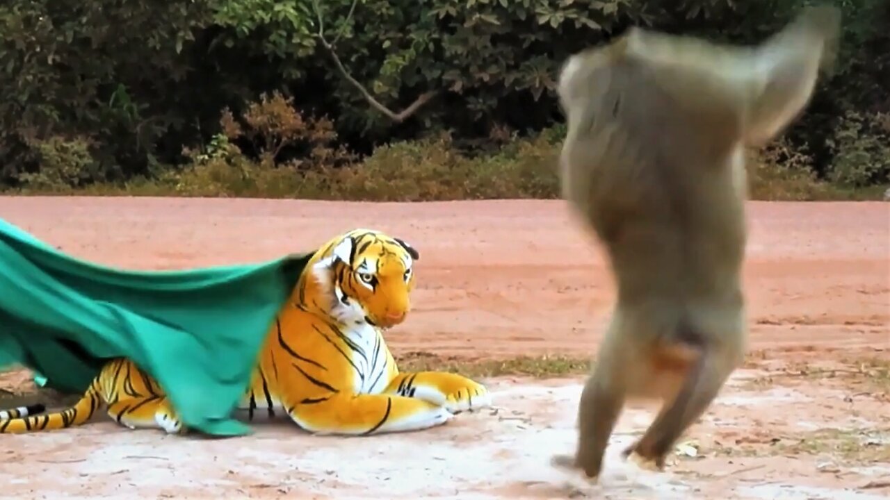 Fake Tiger Prank Monkey and Dog So Funny ,Monkey scare....