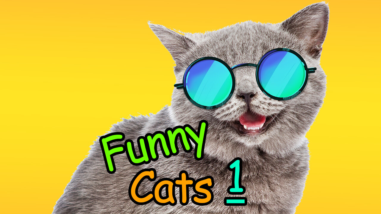 Cats Funny Moments (part 1)