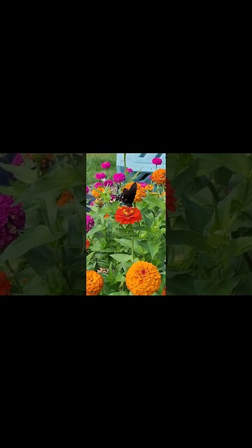 Butterfly and Trimmer