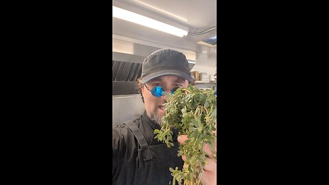 People had questions: Purslane revisited