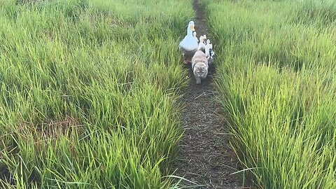 FUNNIEST CUTEST BEST VIDEO!🤣 CAT LEADS DUCKS TO THE RIVER TO CATCH FISH AND SHRIMPS TRENDING 2024