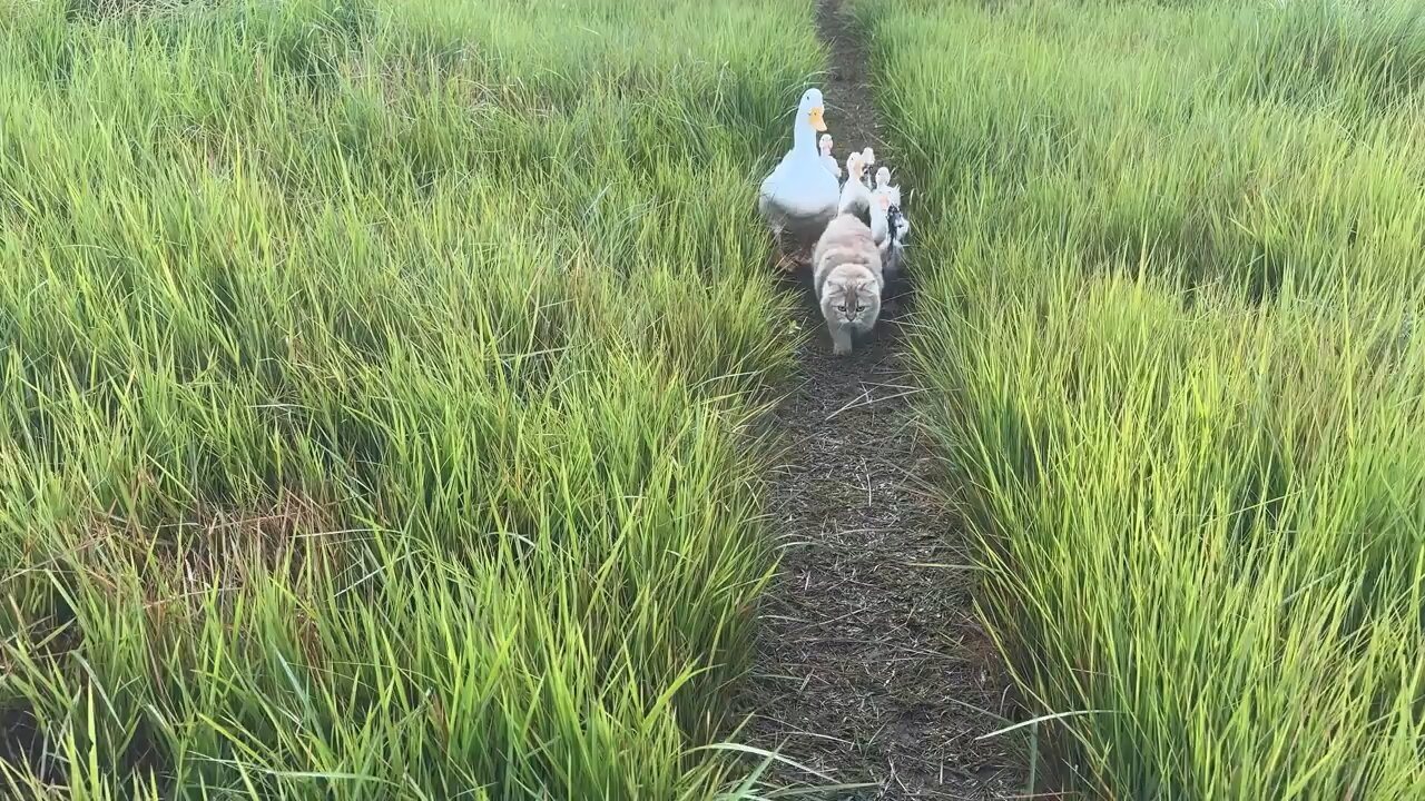 FUNNIEST CUTEST BEST VIDEO!🤣 CAT LEADS DUCKS TO THE RIVER TO CATCH FISH AND SHRIMPS TRENDING 2024