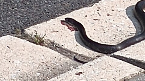 LetsTalkWhatsGoingOn? Premier Live Stream