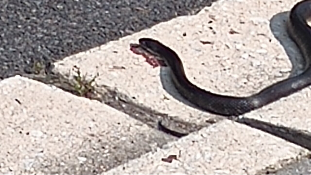 LetsTalkWhatsGoingOn? Premier Live Stream