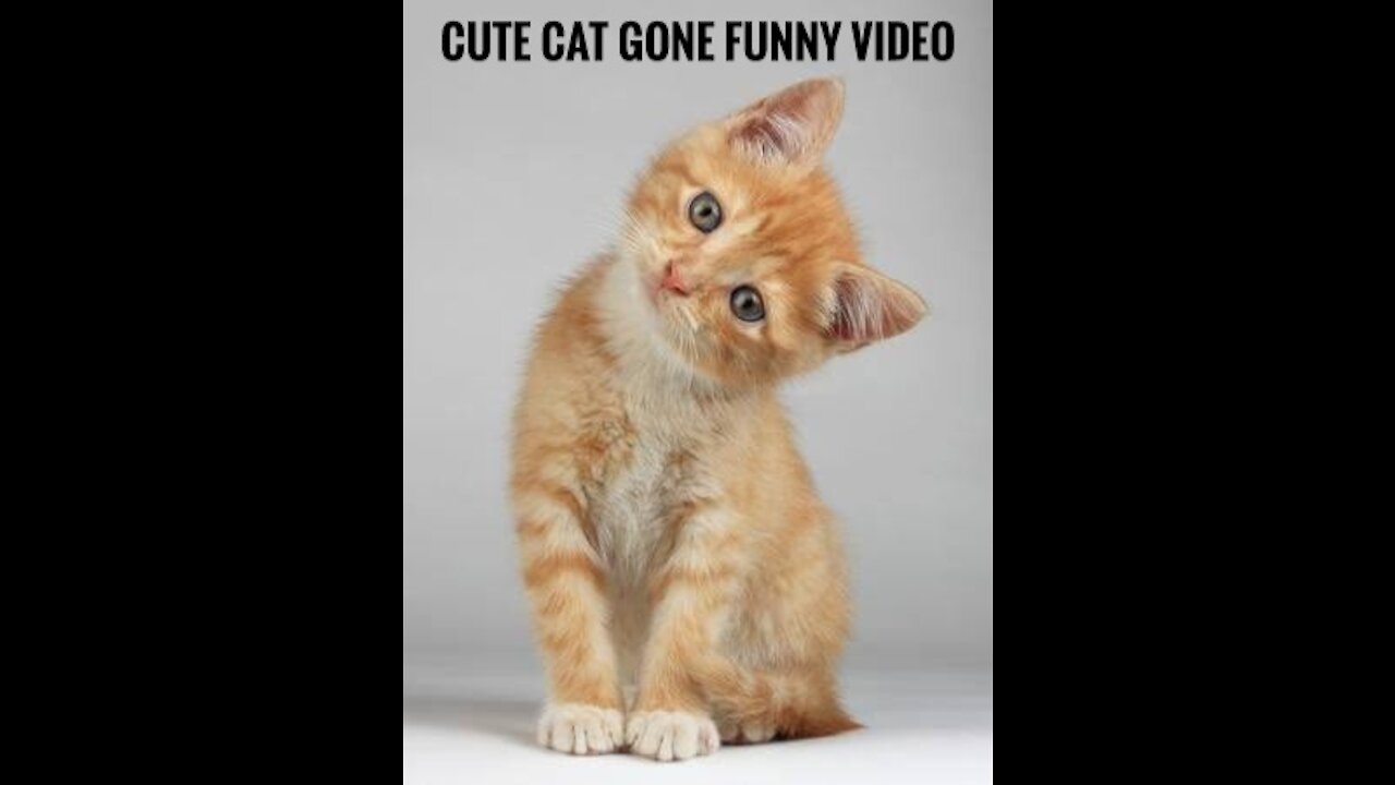 Funny cats video | cute cat videos |