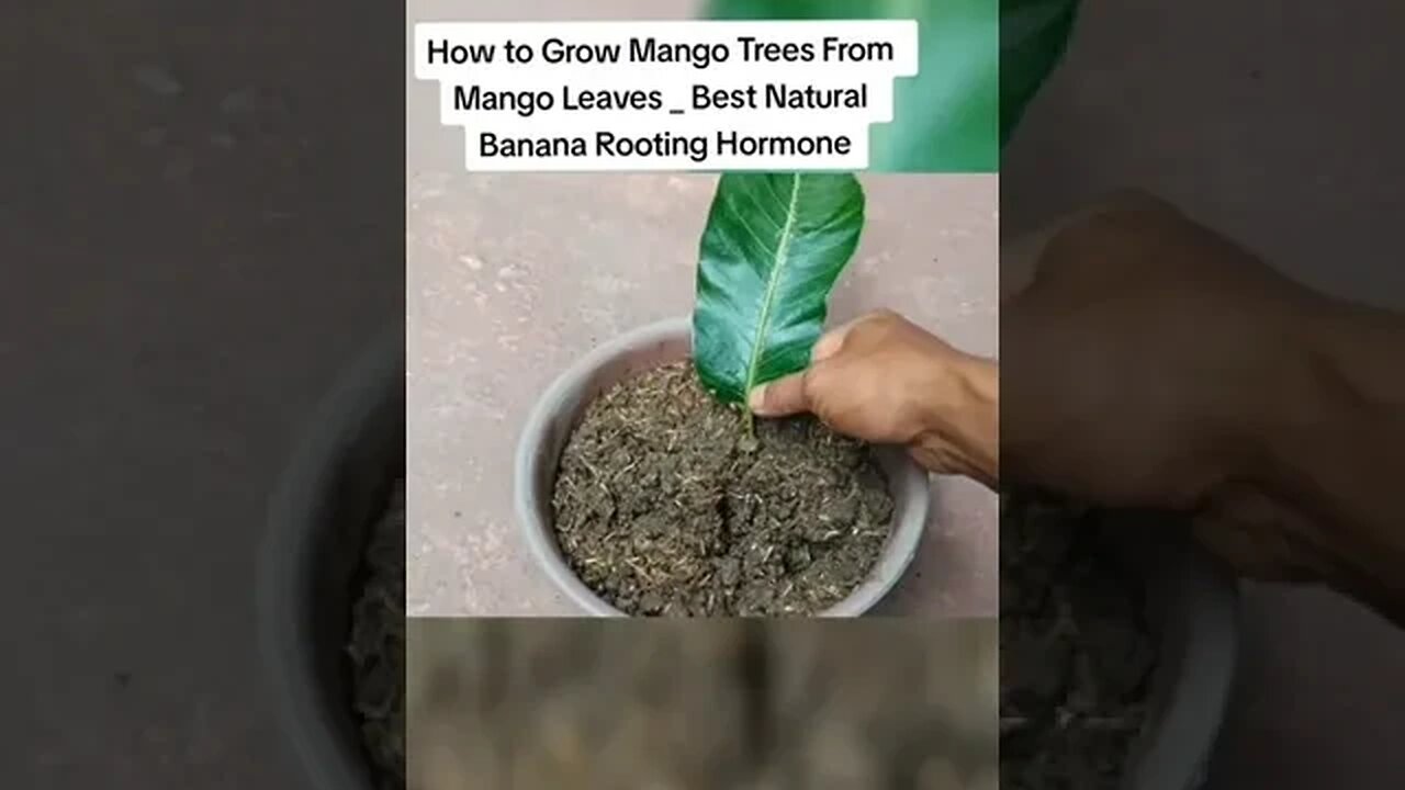 GROWING MANGO WITH LEAVES#SMART#GROW#MANGO