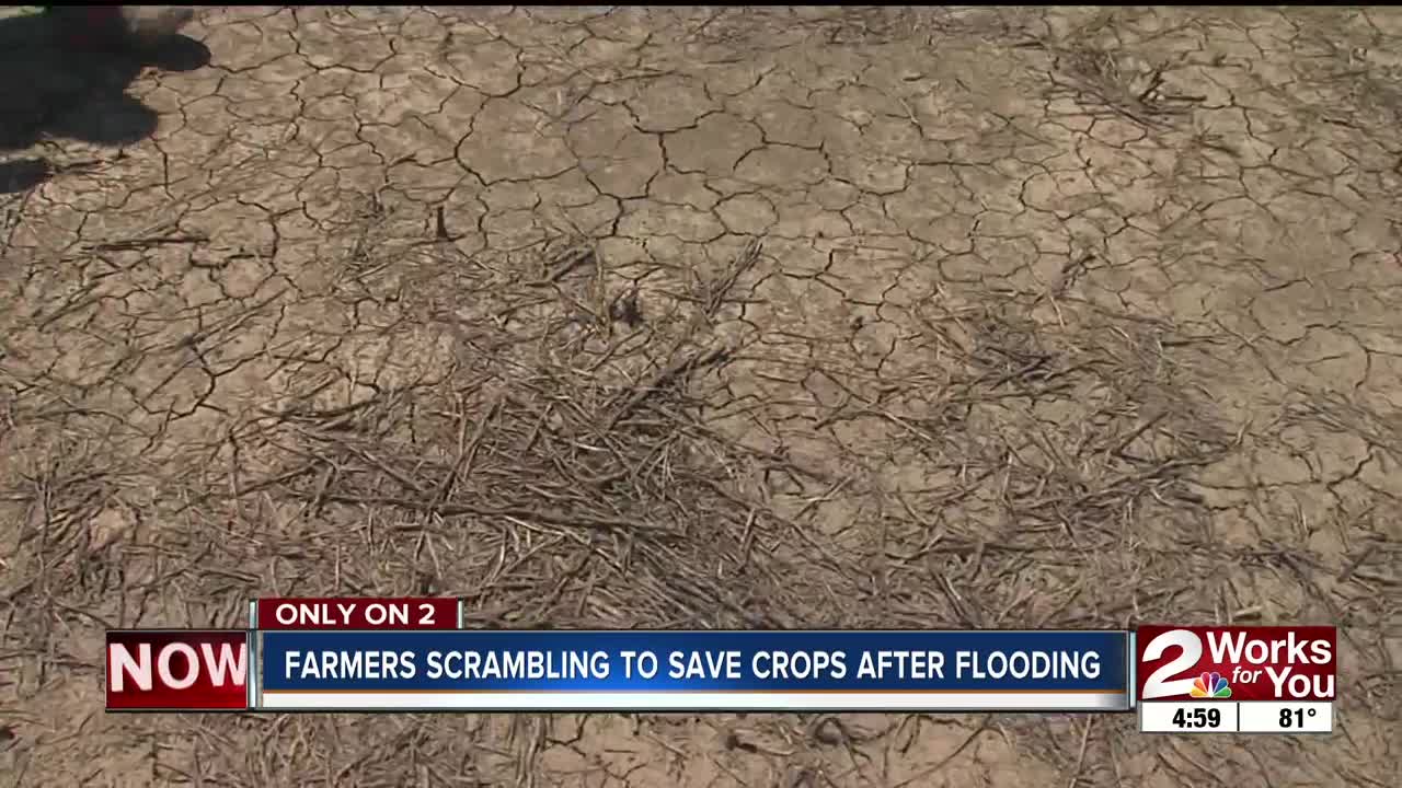 Farmers scrambling to save crops after flooding