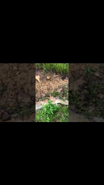 Slomo of spring during flood