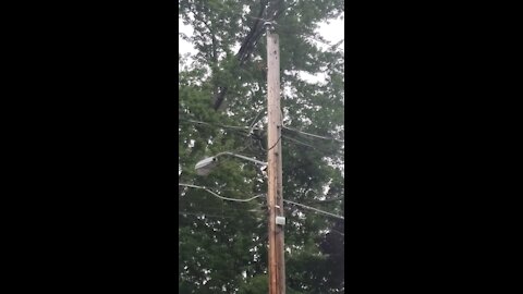 Woodpecker pecking at a lightpole