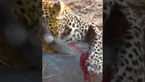 Leopardo pega porco de jeito e ele agoniza tentando escapar