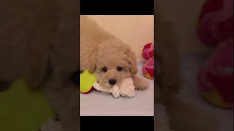 Funniest Cat and Dog Videos Compilation