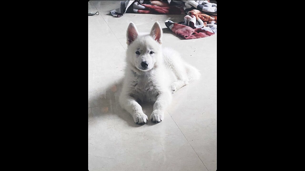 Husky