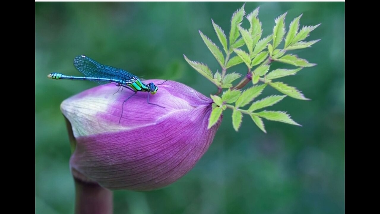 "Dragonflies: Guardians of the Water's Edge"