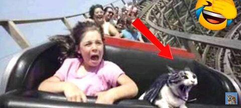 Best funny cats & dogs video that will make you laugh all day long 😹😹