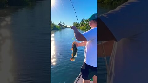 PEACOCK BASS on the A-Rig!