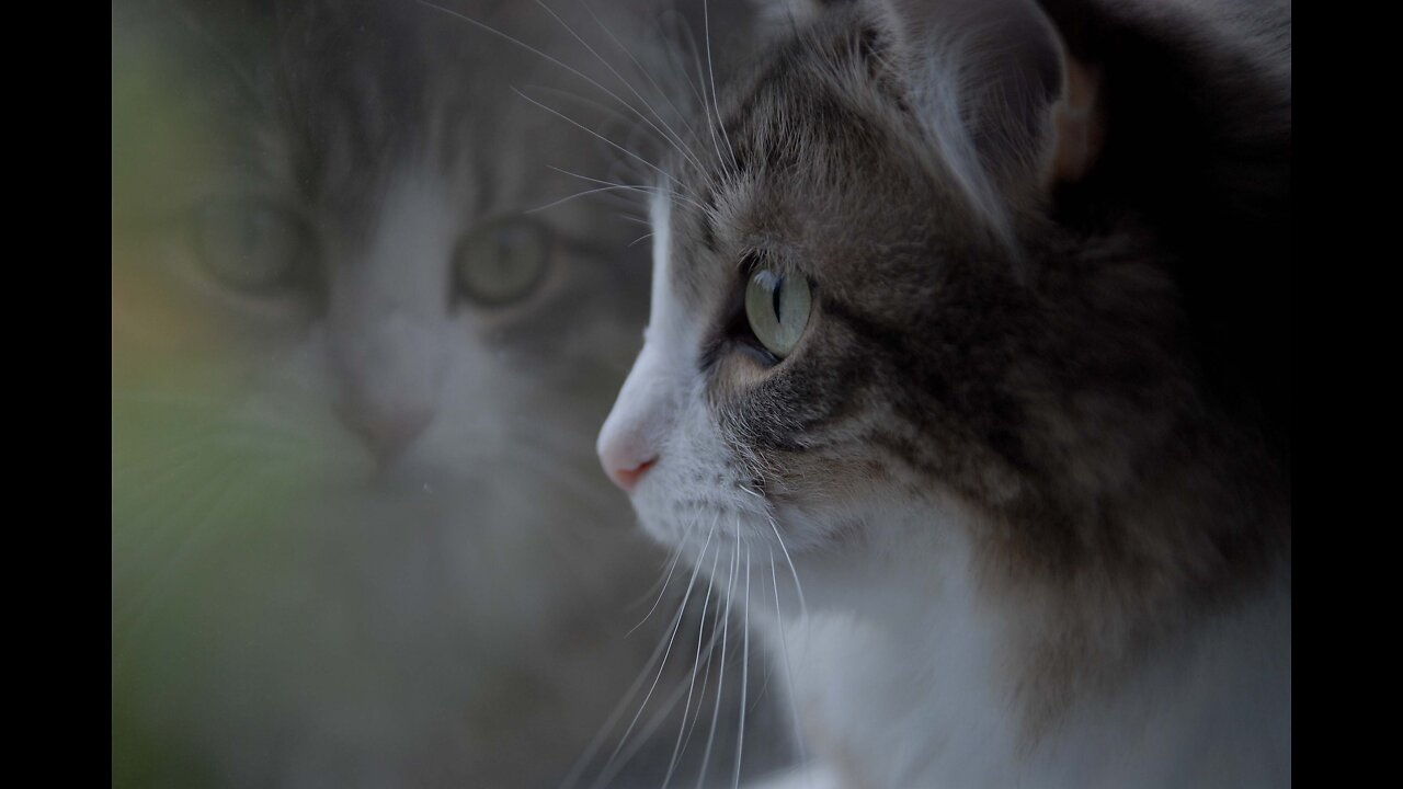 Cats talking !! these cats can speak english better than hooman