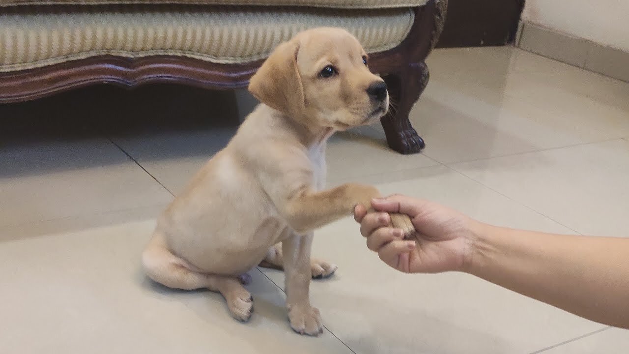 Labrador puppy training cute DOG