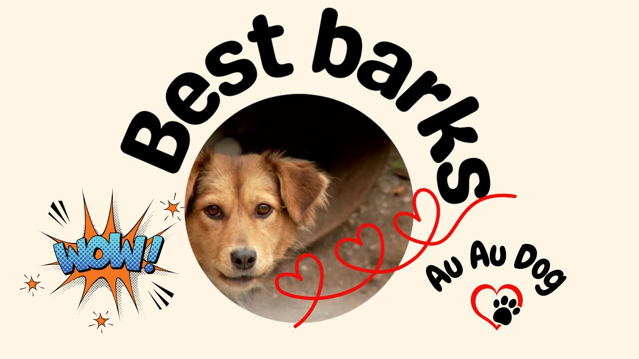 The best barks