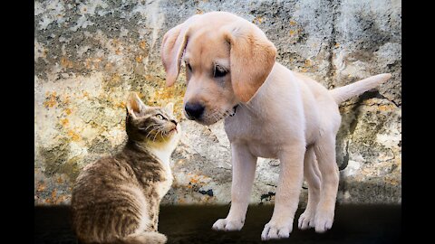 How to train your dog and cat to get along | How to teach your dog and cat to get along