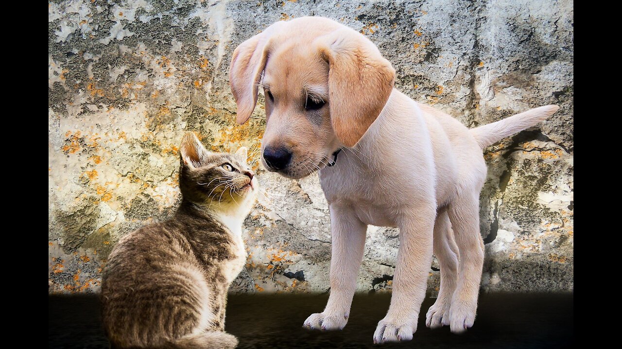 How to train your dog and cat to get along | How to teach your dog and cat to get along
