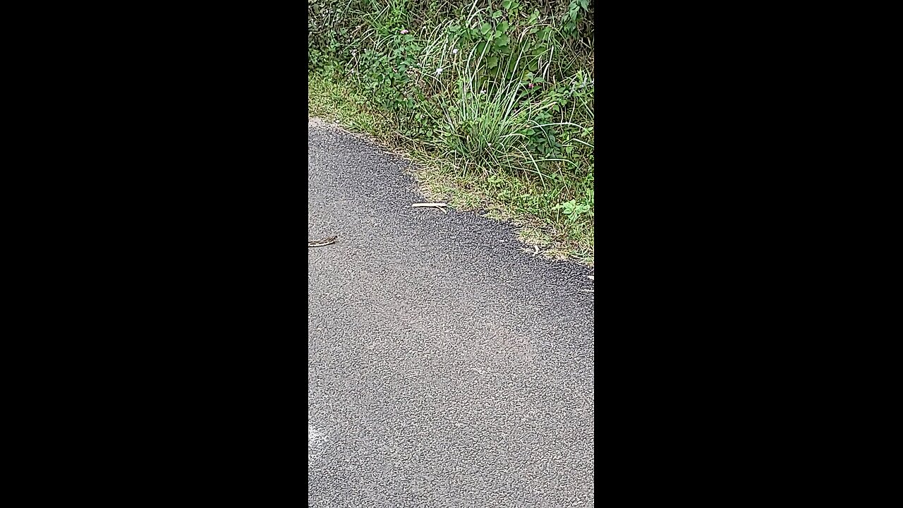 snake on the road