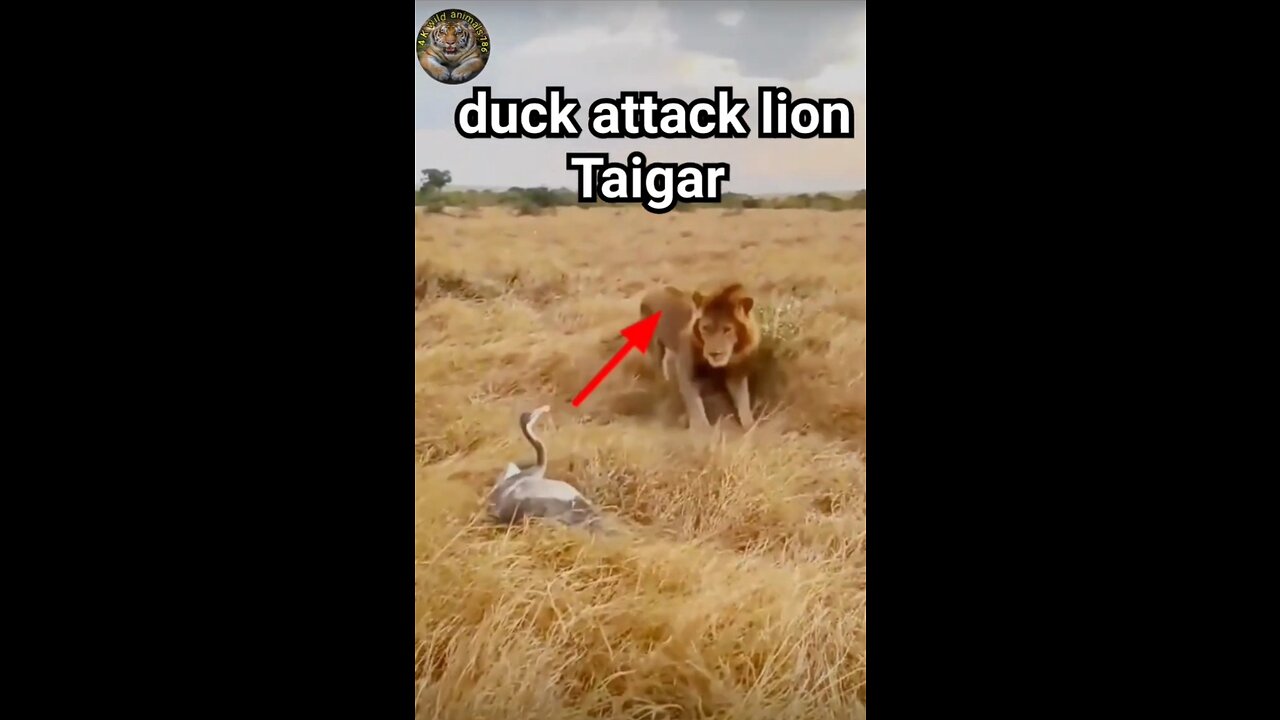 The Duck Attack Lion Taigar