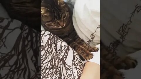 PLAYING CAT VIDEO MEAWWW